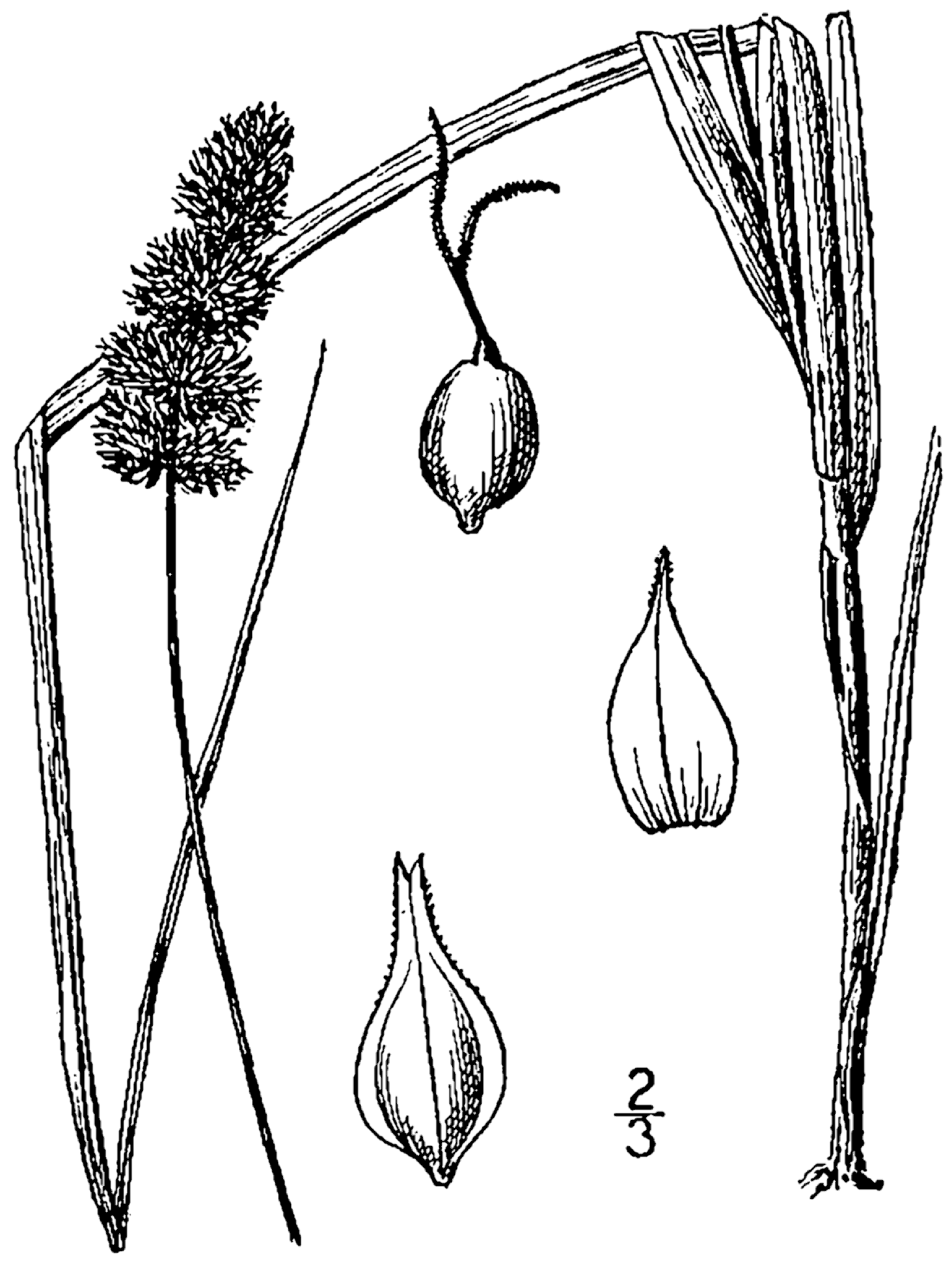 Glomerate Sedge (Carex aggregata) plant