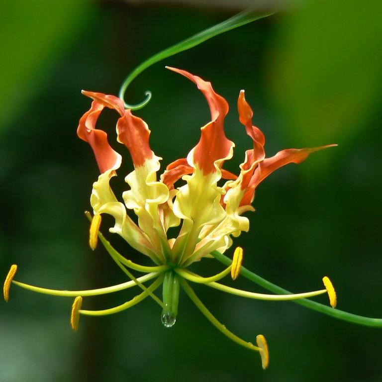 gloriosa lily (Gloriosa superba 'Rothschildiana') plant