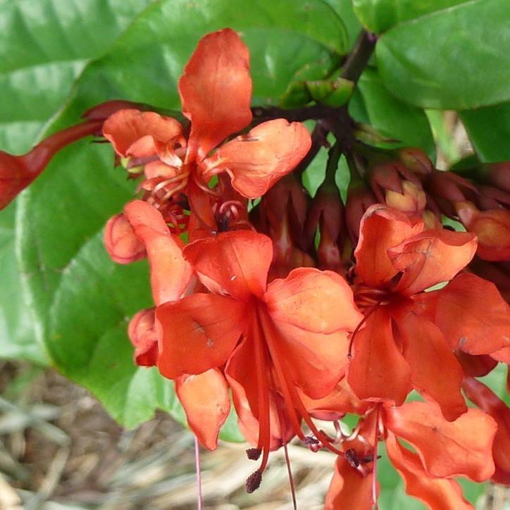 glory bower (Clerodendrum splendens) plant — close-up photo