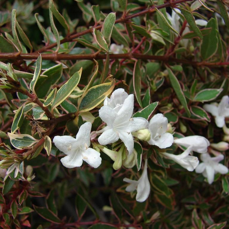 glossy abelia (Abelia grandiflora 'Minipan' GOLDEN ANNIVERSARY) plant — close-up photo