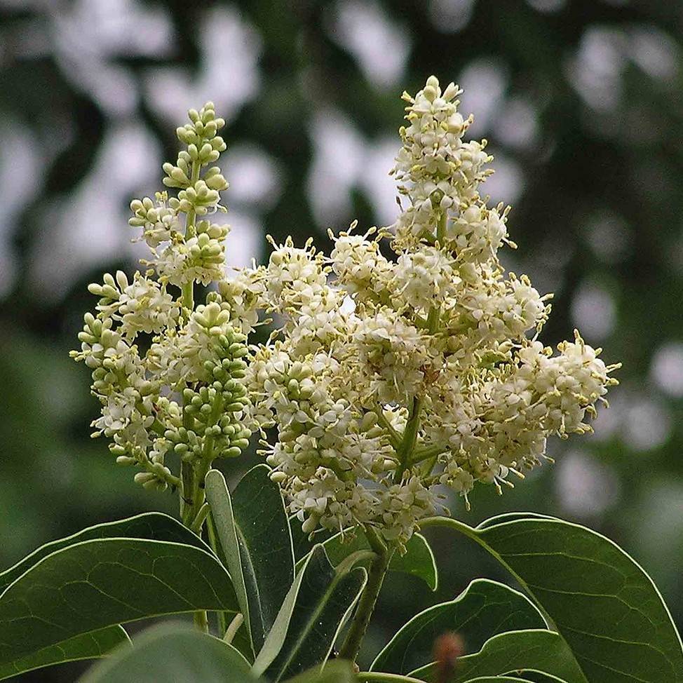 glossy privet (Ligustrum lucidum) plant