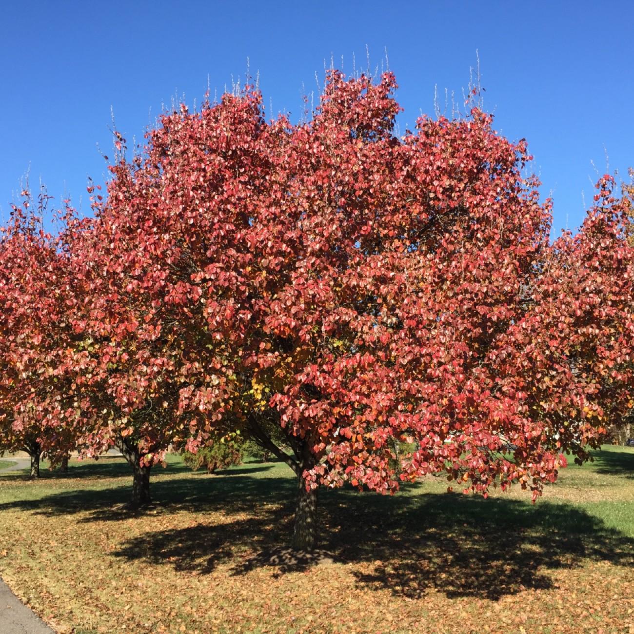 Glowing Embers Japanese Maple* (Acer palmatum 'Glowing Embers') plant — close-up photo