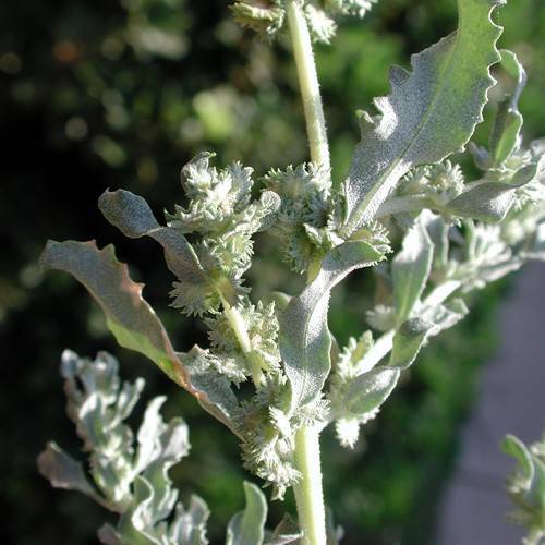 Gmelin's Saltbush (Atriplex gmelinii) plant