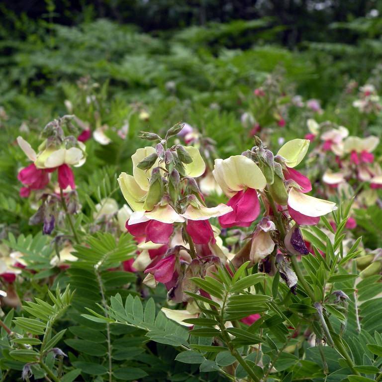 goat's rue (Tephrosia virginiana) plant