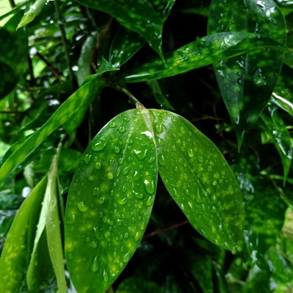 gold-dust dracaena (Dracaena surculosa) plant