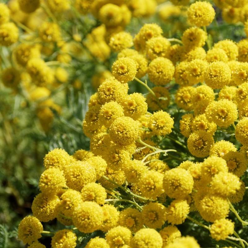 gold leaf tansy (Tanacetum vulgare 'Isla Gold') plant