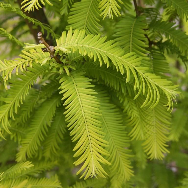 Gold Rush Dawn Redwood (Metasequoia glyptostroboides 'Gold Rush') plant — close-up photo