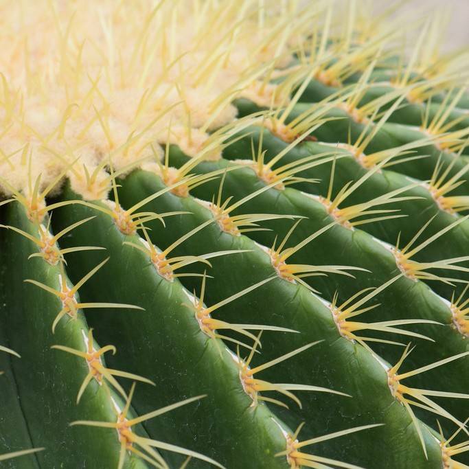golden barrel cactus (Echinocactus grusonii) plant
