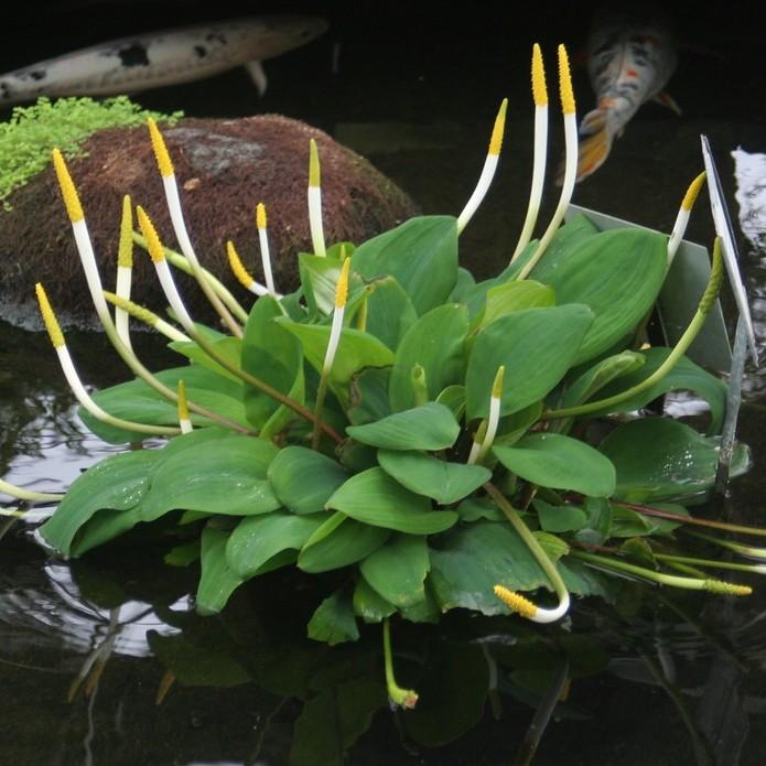 golden club (Orontium aquaticum) plant