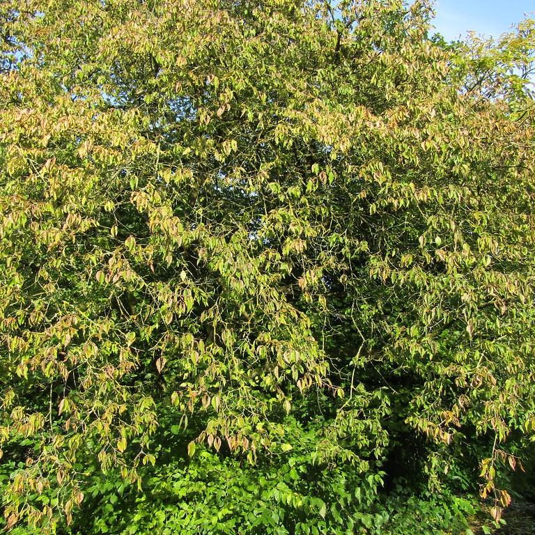 Golden Cornelian Cherry Dogwood (Cornus mas 'Aurea') plant — close-up photo