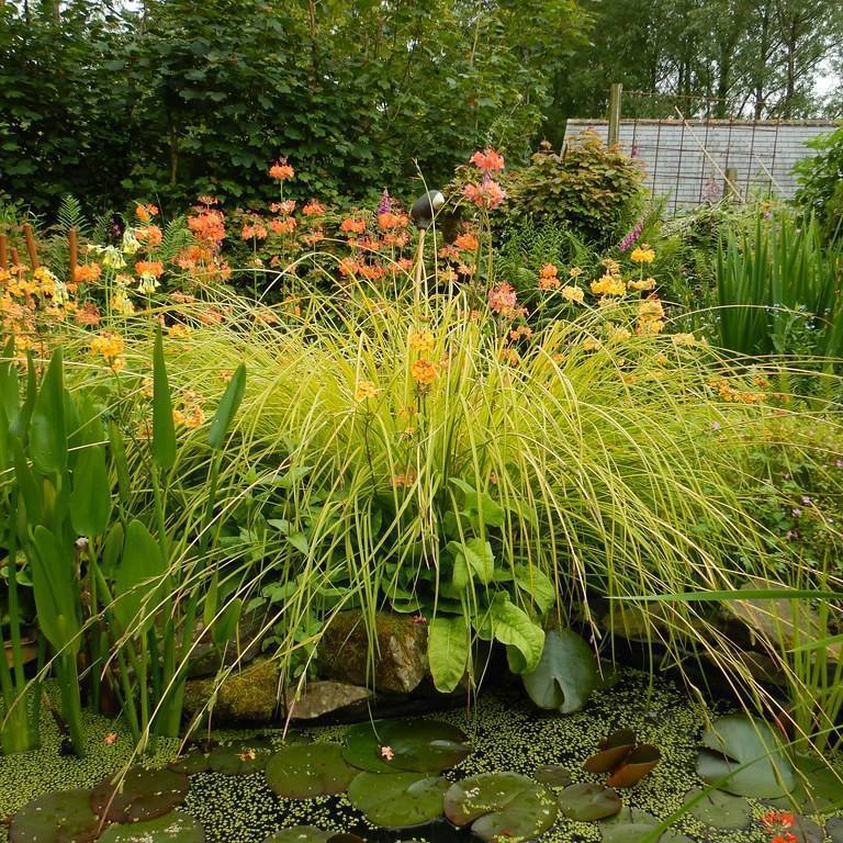 Golden Fruit Sedge (Carex aurea) plant