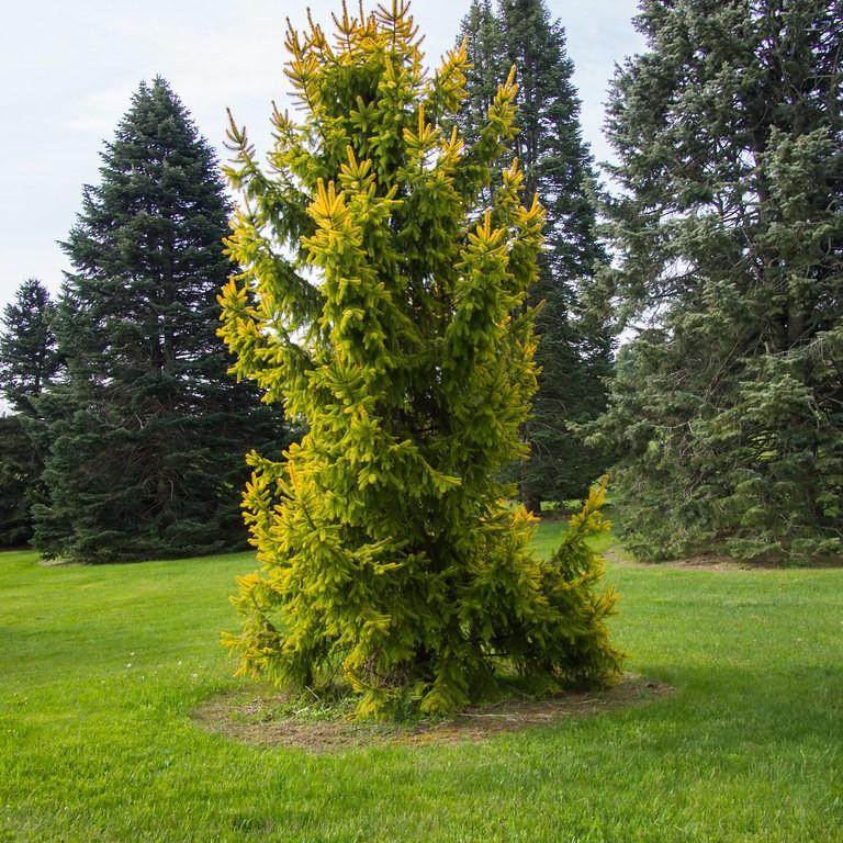 Golden Norway Spruce (Picea abies 'Aurea') plant — close-up photo