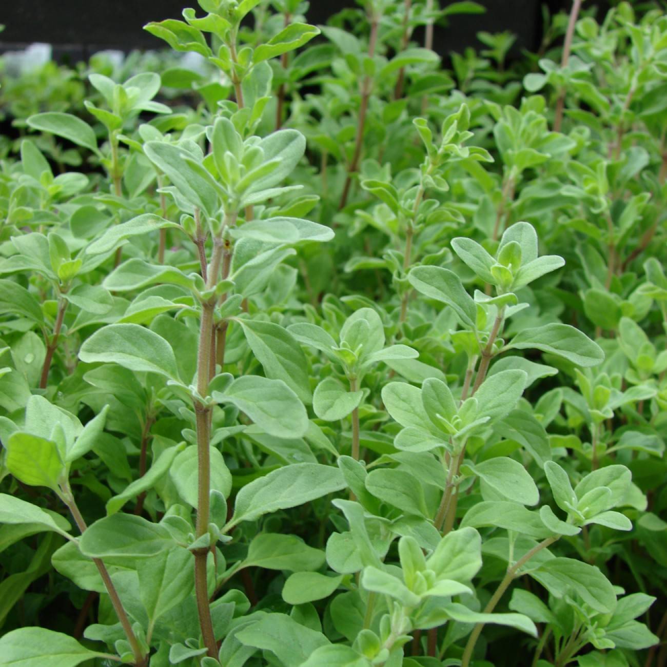 golden oregano (Origanum majorana 'Aurea') plant