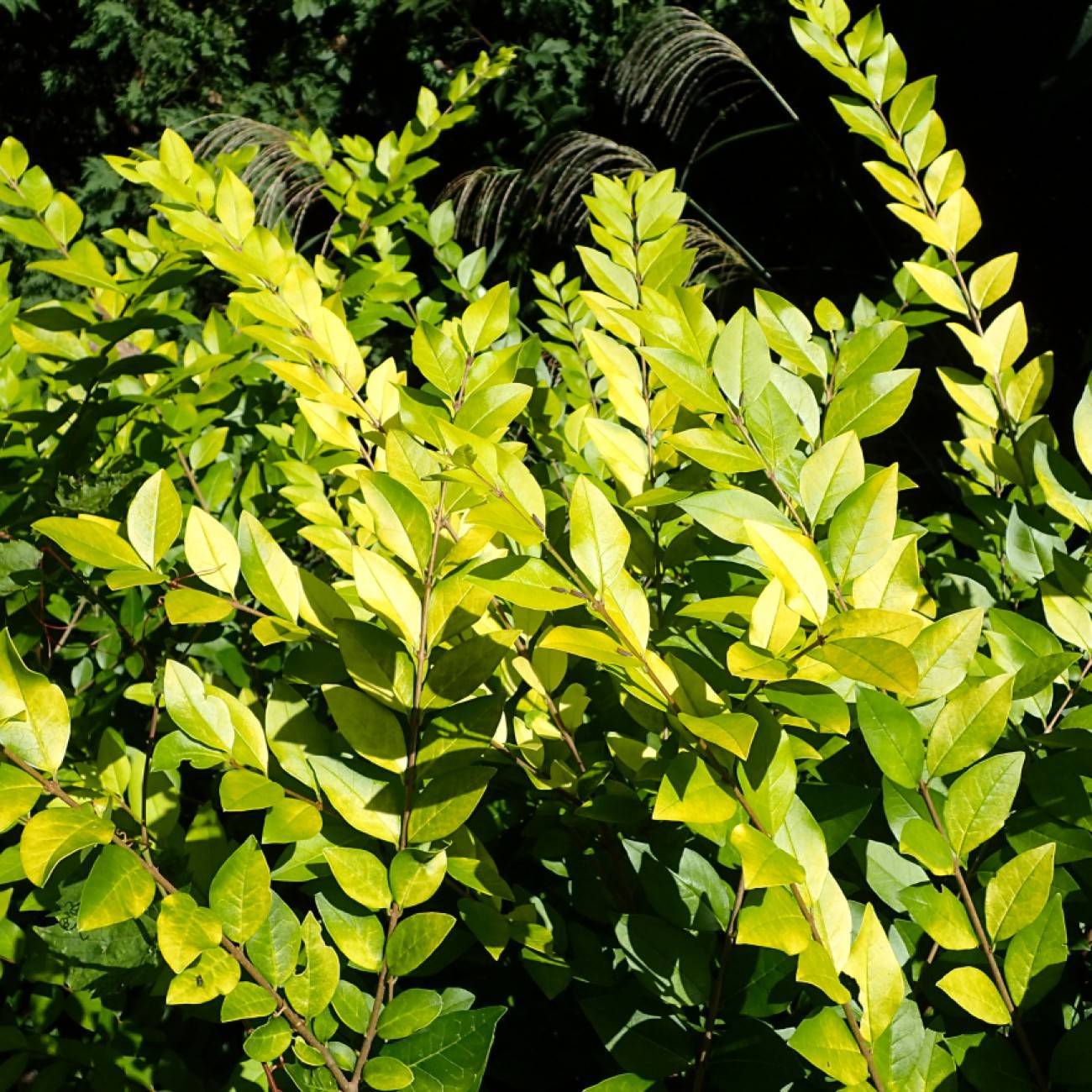 golden privet (Ligustrum 'Vicaryi') plant