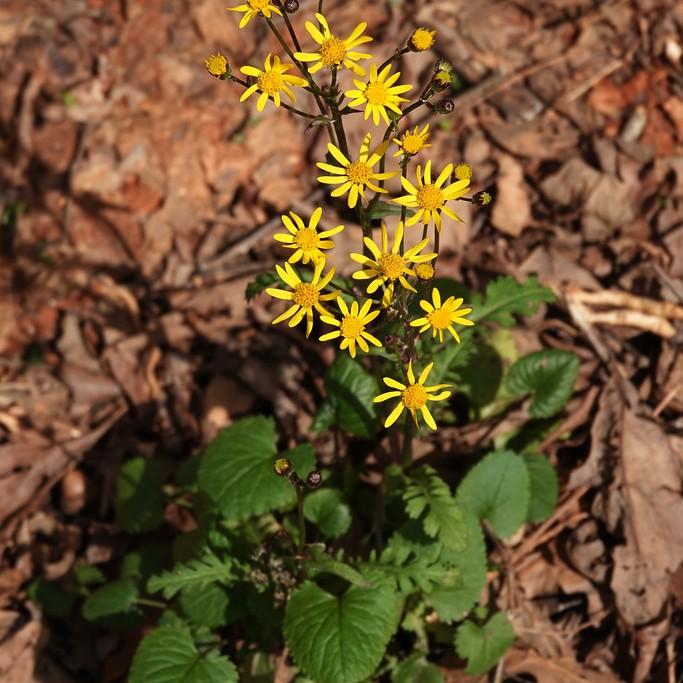 golden ragwort (Packera aurea) plant