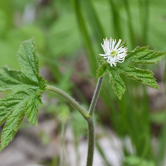 golden seal (Hydrastis canadensis) plant