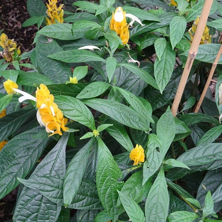 golden shrimp plant (Pachystachys lutea) plant