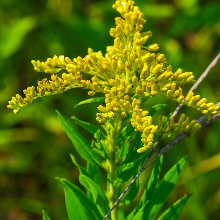 goldenrod (Solidago sp.) plant