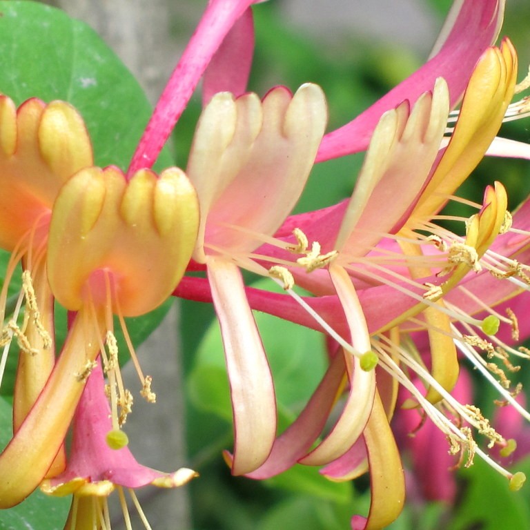goldflame honeysuckle (Lonicera heckrottii) plant