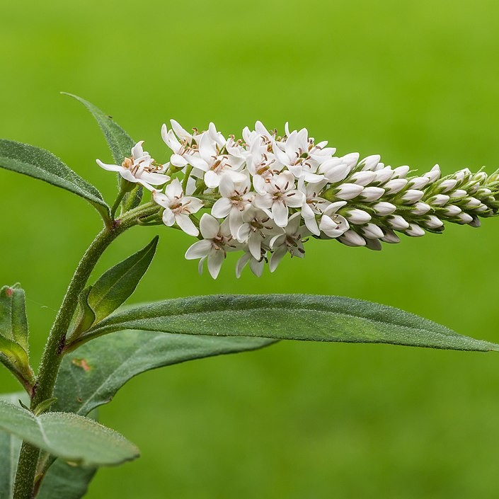 gooseneck loosestrife (Lysimachia clethroides) plant