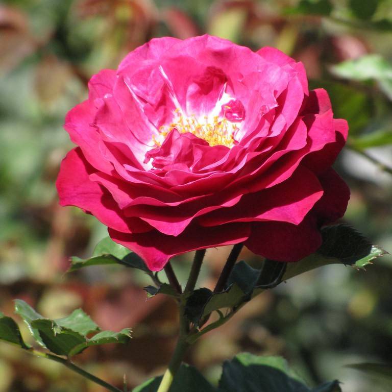 grandiflora rose (Rosa 'Wekisoblip' WILD BLUE YONDER) plant