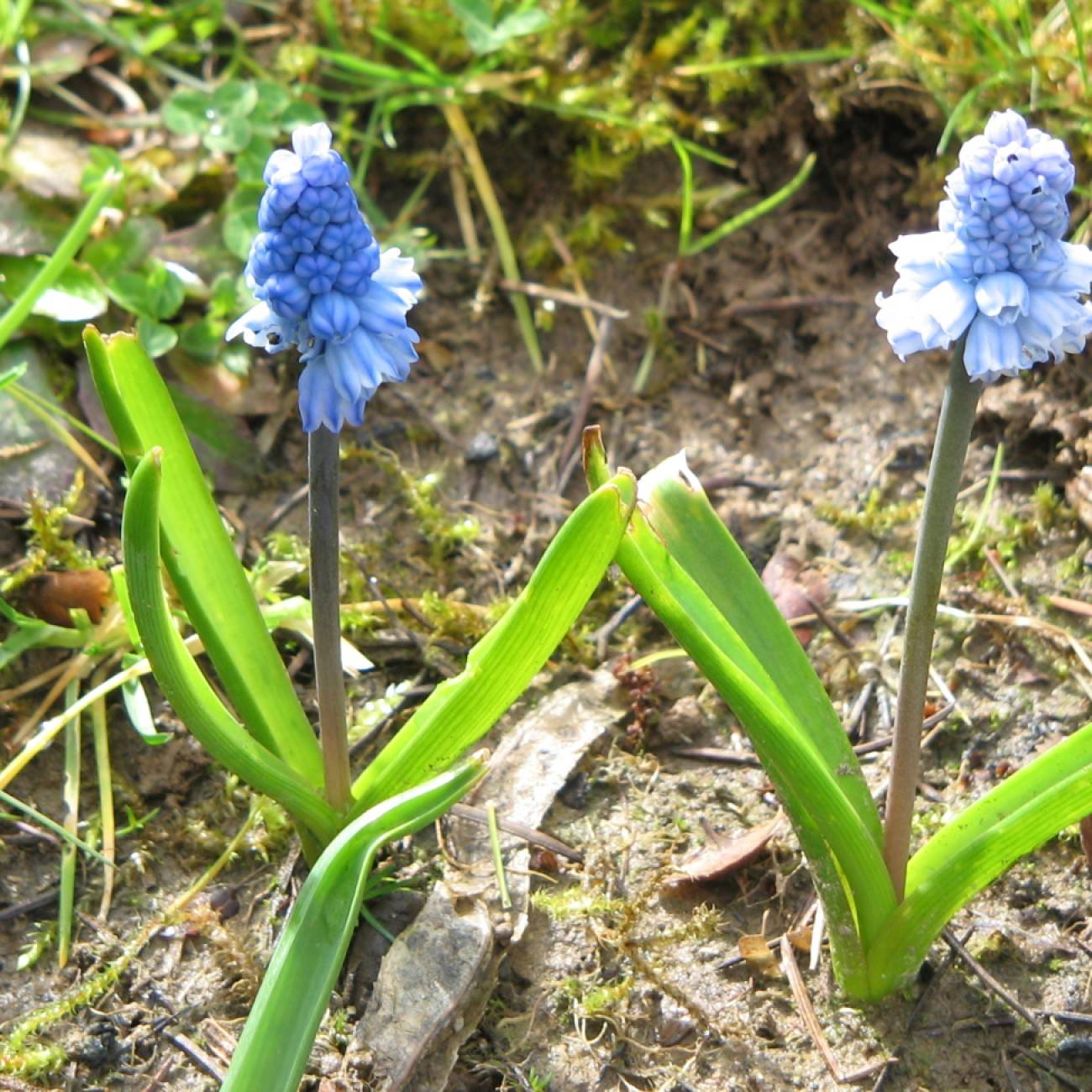 grape hyacinth (Pseudomuscari azureum) plant