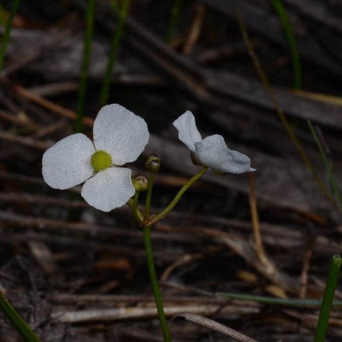 grassy arrowhead (Sagittaria graminea) plant