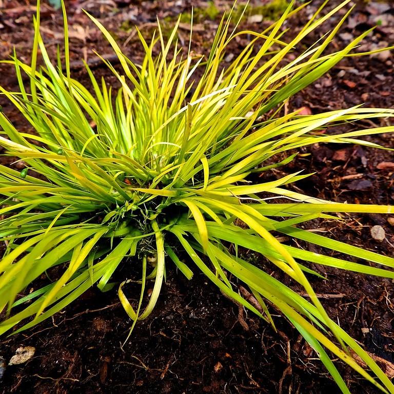 grassy-leaved sweet flag (Acorus gramineus 'Minimus Aureus') plant — close-up photo