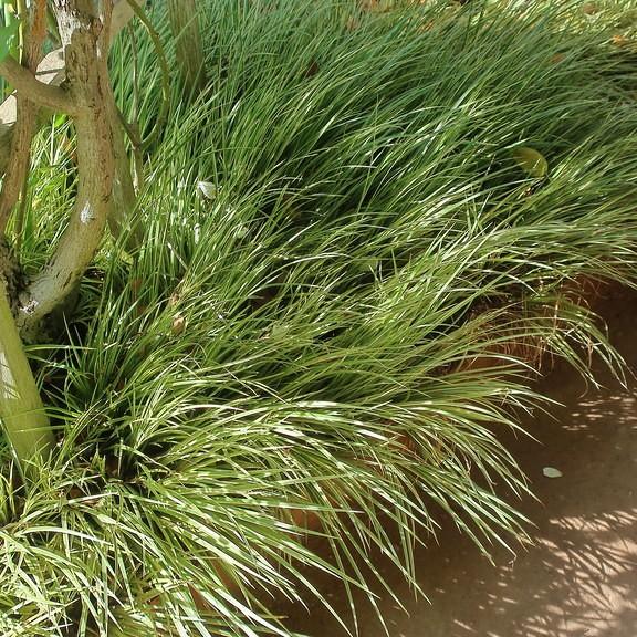 grassy-leaved sweet flag (Acorus gramineus 'Variegatus') plant — close-up photo