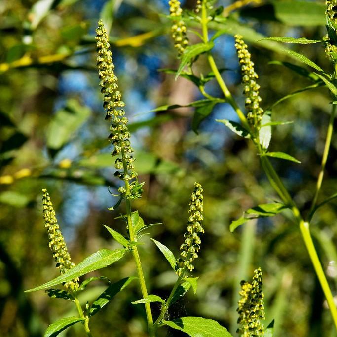 Great Ragweed (Ambrosia trifida) plant