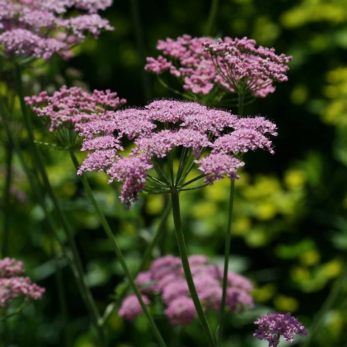 greater burnet (Pimpinella major 'Rosea') plant