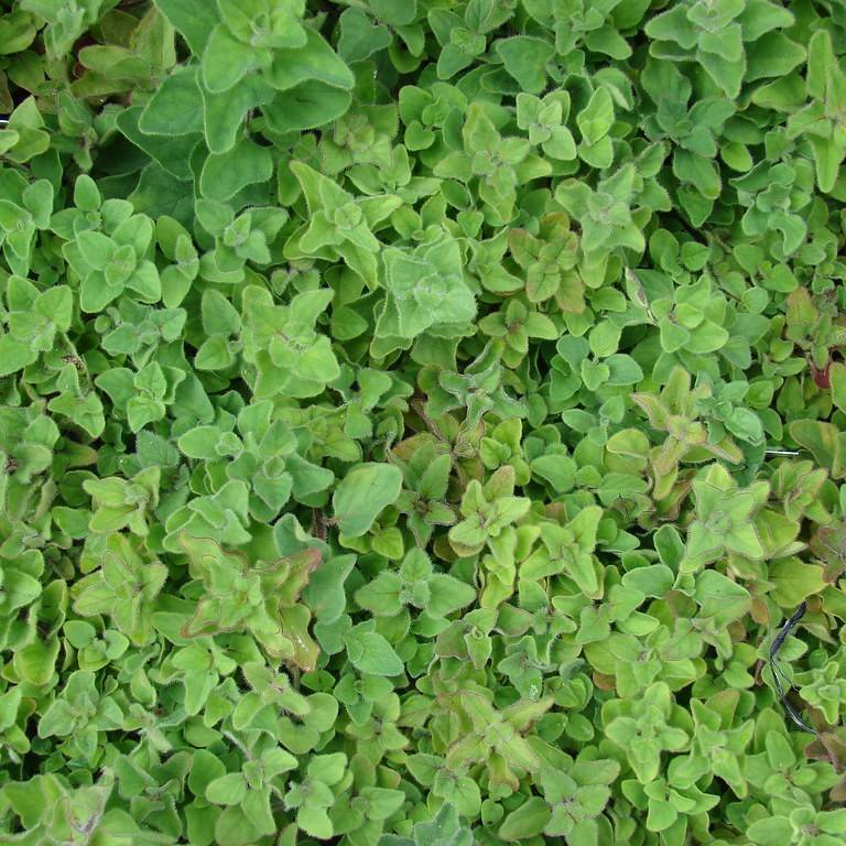 Greek oregano (Origanum vulgare subsp. hirtum) plant