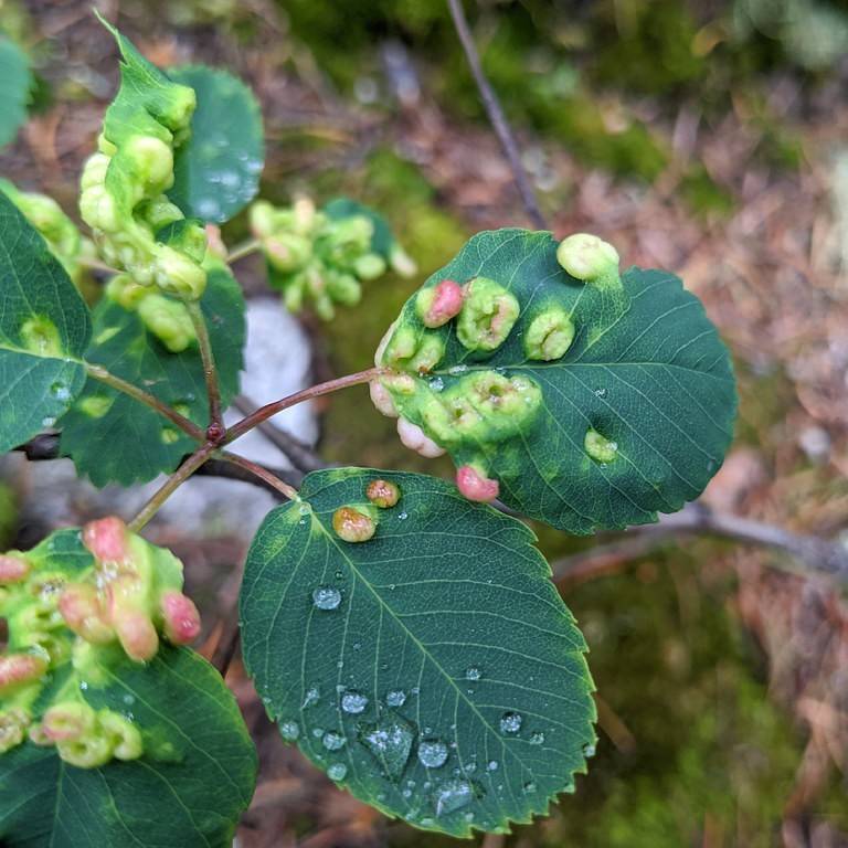 Green Alder (Alnus alnobetula subsp. crispa) plant