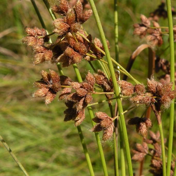 green bulrush (Scirpus atrovirens) plant