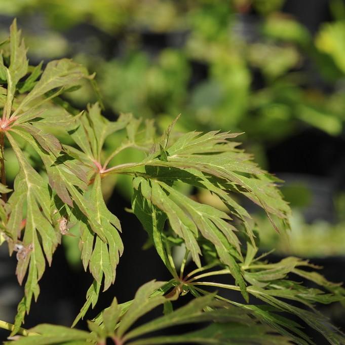 Free Plant Diagnosis App: How to Quickly Figure Out What’s Wrong With Your Plant