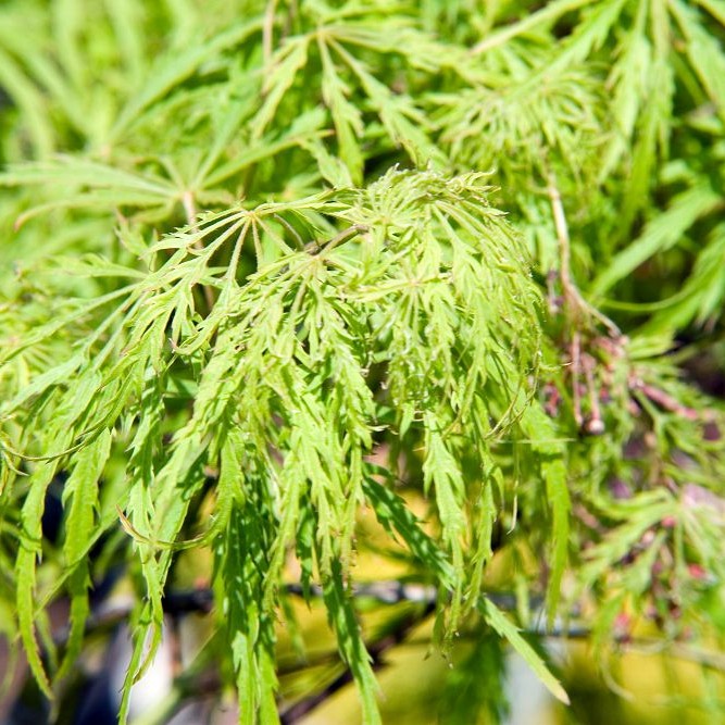 Green Hornet Cutleaf Japanese Maple* (Acer palmatum 'Green Hornet') plant — close-up photo