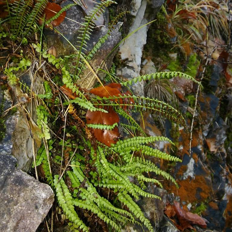 Green Spleenwort (Asplenium viride) plant