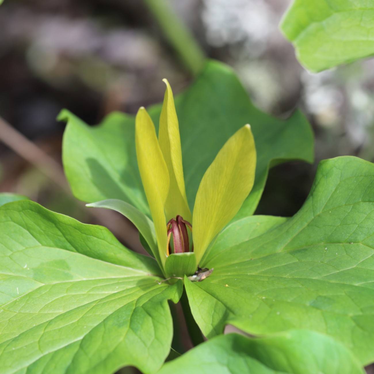 green trillium (Trillium viride) plant