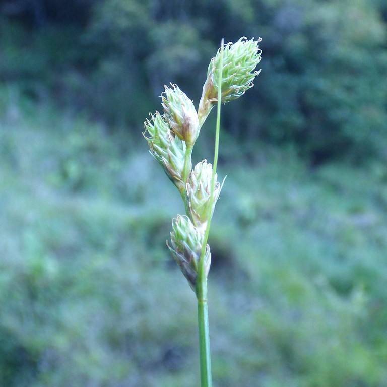 Greenish White Sedge (Carex longii) plant