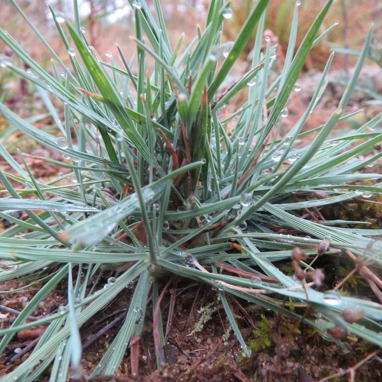 grey-blue koeleria (Koeleria glauca) plant