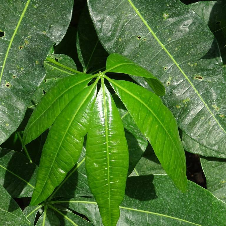 Guiana chestnut (Pachira aquatica) plant