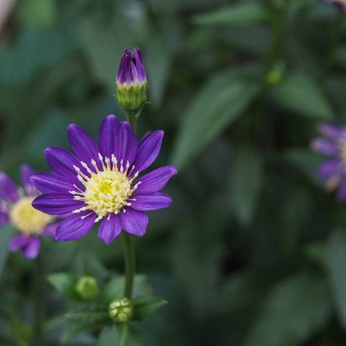 gymnaster (Gymnaster savatieri) plant