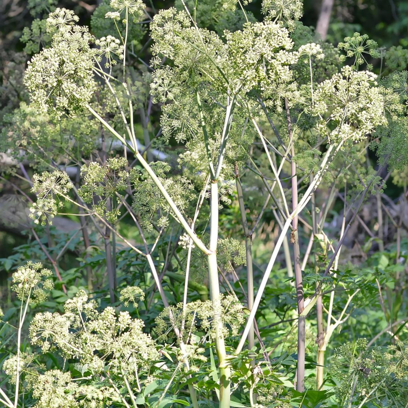 Hairy Angelica (Angelica venenosa) plant