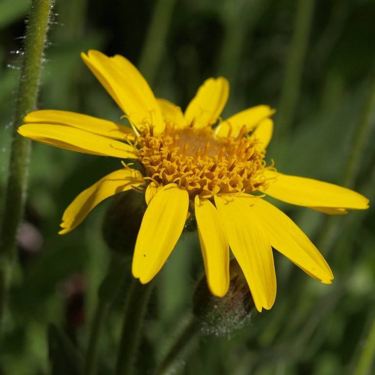 Hairy Arnica (Arnica mollis) plant