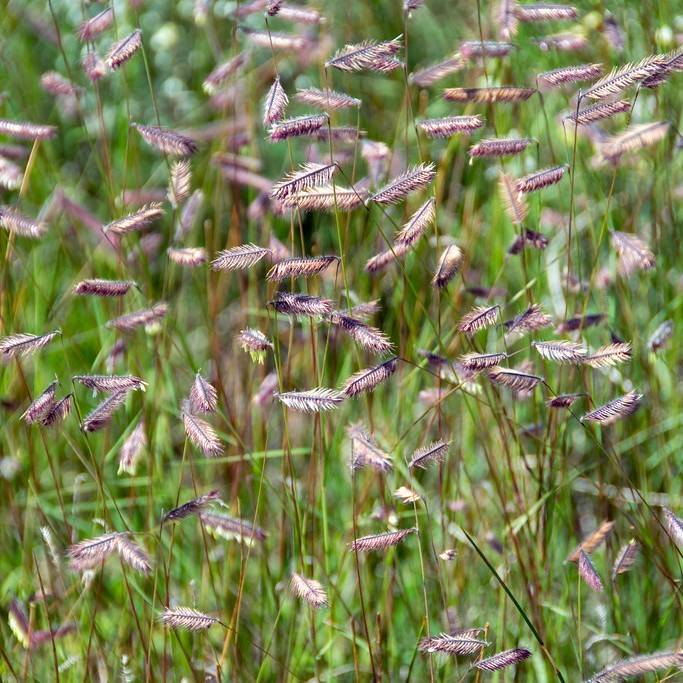 Hairy Grama (Bouteloua hirsuta) plant