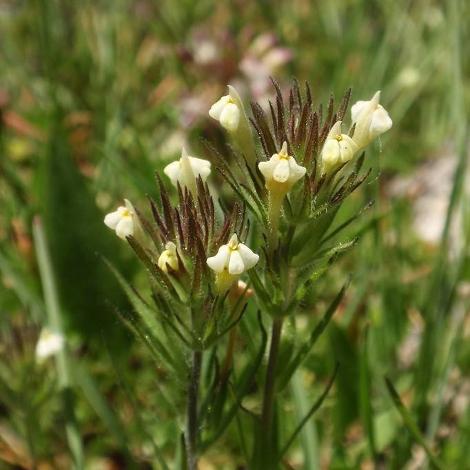Hairy Owl's Clover (Castilleja tenuis) plant