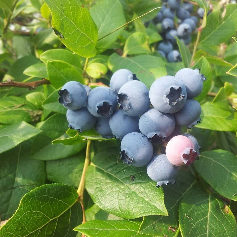 half-high blueberry (Vaccinium 'Chippewa') plant