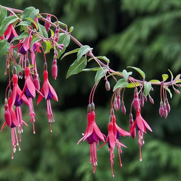 hardy fuchsia (Fuchsia magellanica var. macrostema 'Tricolor') plant