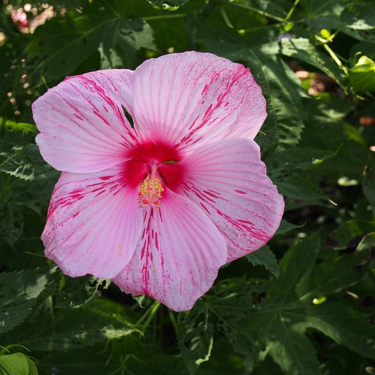 hardy hibiscus (Hibiscus moscheutos (incl. hybrid cvs.)) plant
