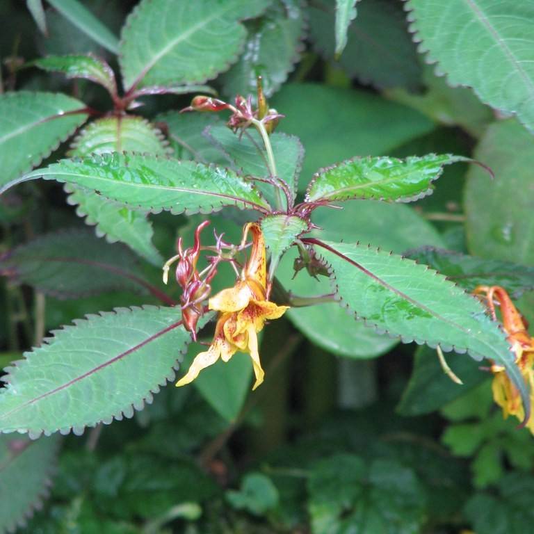 hardy impatiens (Impatiens omeiana) plant